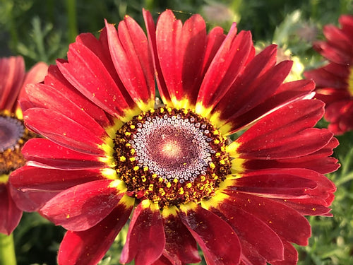 Chrysanthemum Carinatum Mixed- 200 Seeds