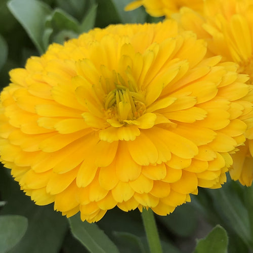 Calendula Fiesta Gitana Mix - 100 Seeds