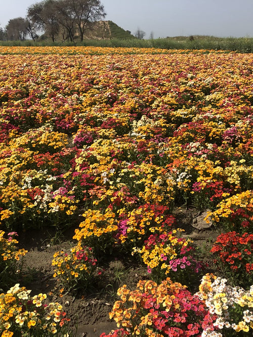 Nemesia Carnival Mix- 100 Seeds