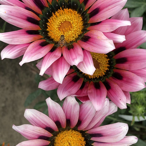 Gazania Sunshine Hybrid Mix- 100 Seeds