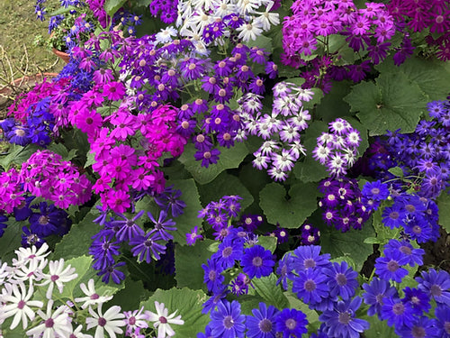 Cineraria maritima Flowering- 50 Seeds