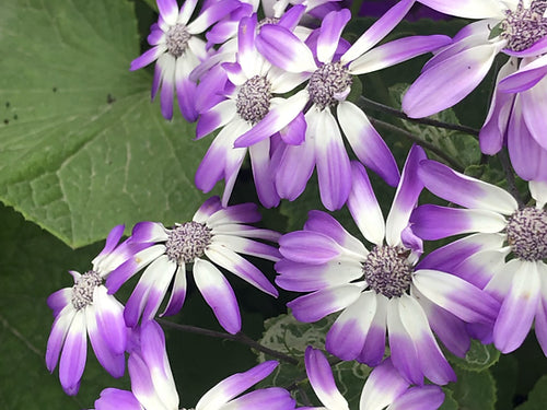 Cineraria maritima Flowering- 50 Seeds
