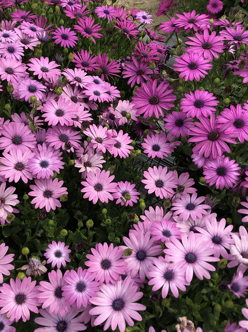 Osteospermum ecklonis- 50 Seeds