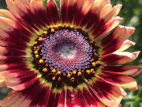 Chrysanthemum Carinatum Mixed- 200 Seeds
