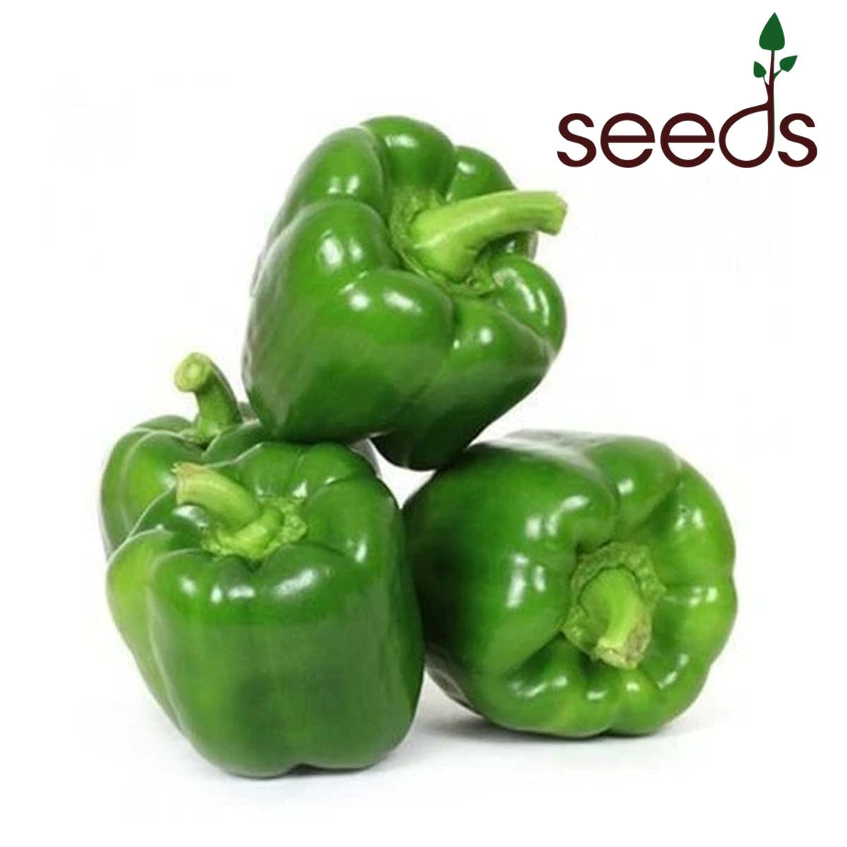 Capsicum Green- 30 Seeds