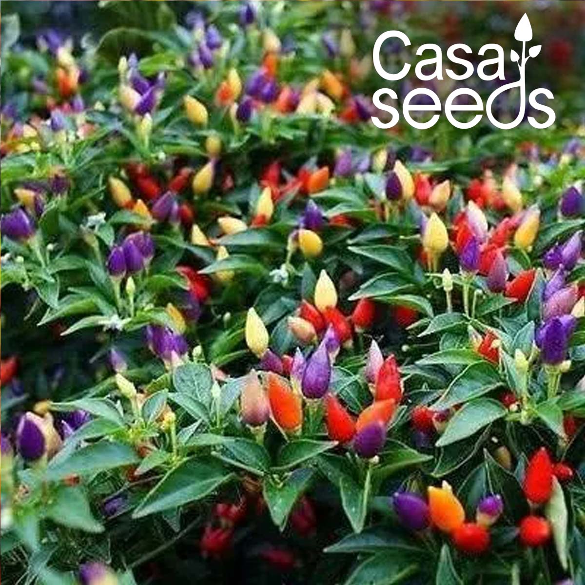 Ornamental Chilli Choice Mix - 50 Seeds