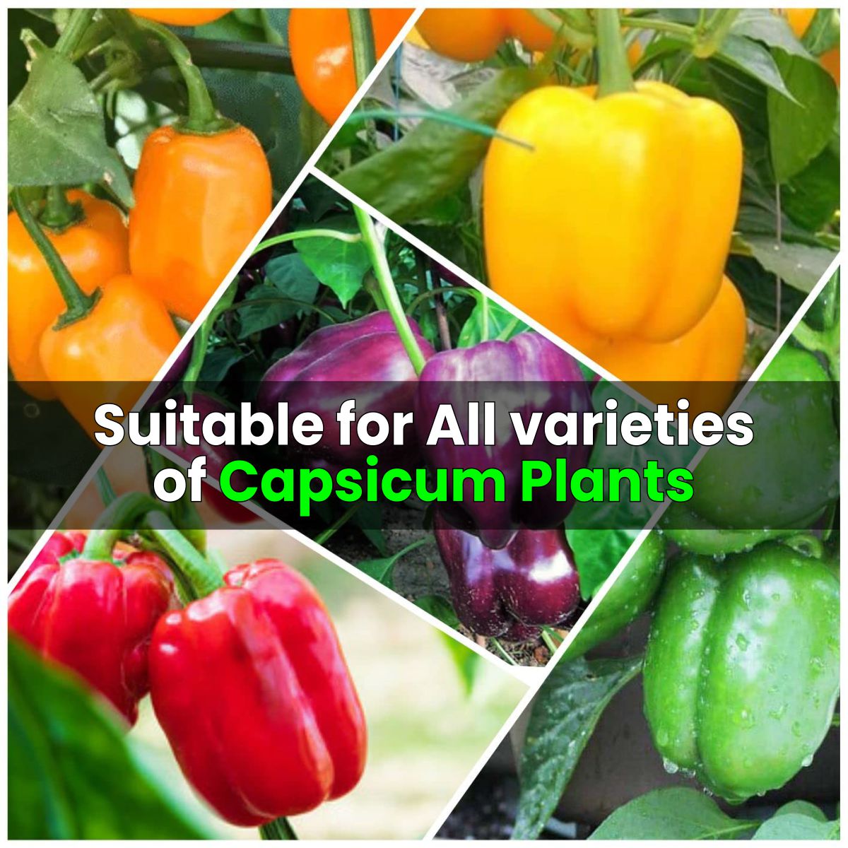 Casa De Amor Capsicum Plant Fertilizer for Home, Kitchen and Terrace Gardening