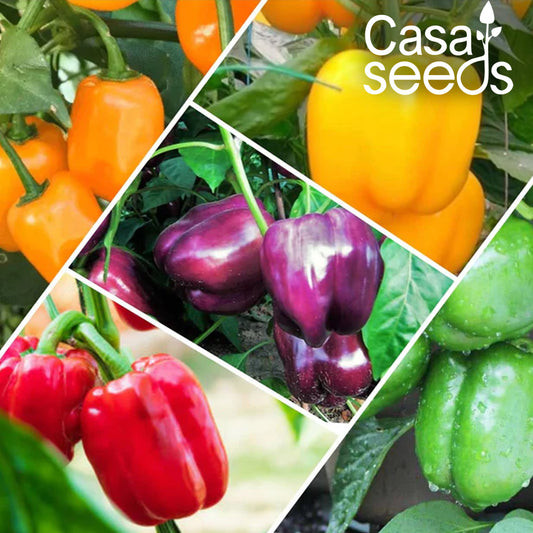 Casa De Amor Capsicum Seeds (Green, Yellow, Red, Orange & Purple Vegetable Seeds) for Home and Terrace Gardening (Each 30 Seeds, Total 150 Seeds)