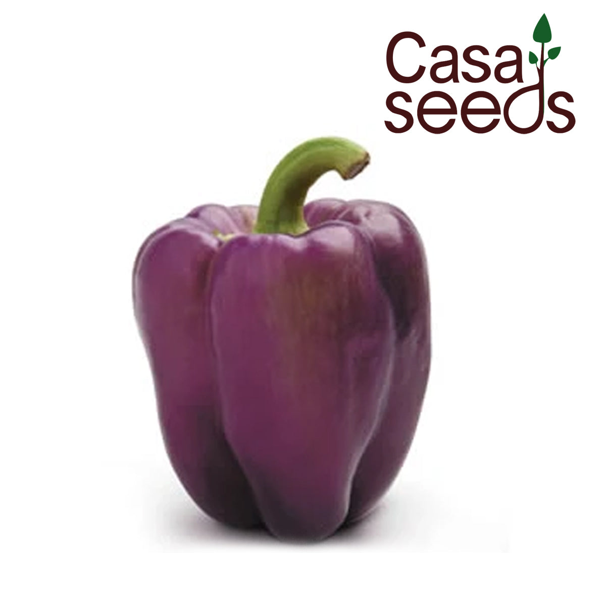 purple capsicum seeds