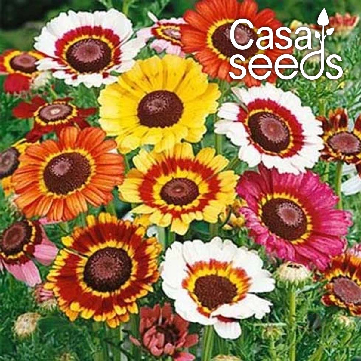 Chrysanthemum Carinatum Mixed- 200 Seeds