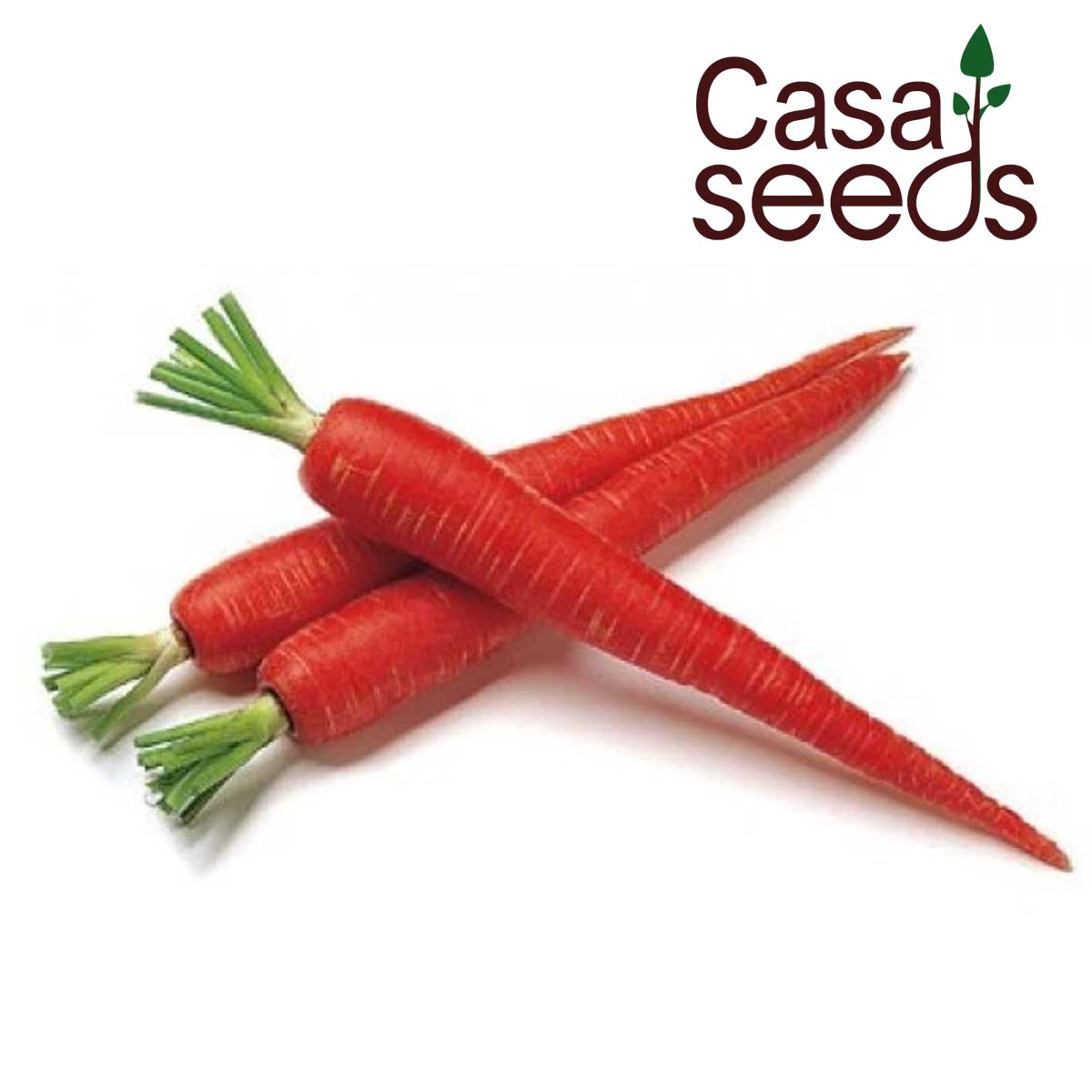 Carrot Seeds - Carrot Red Long (Seeds - 100)