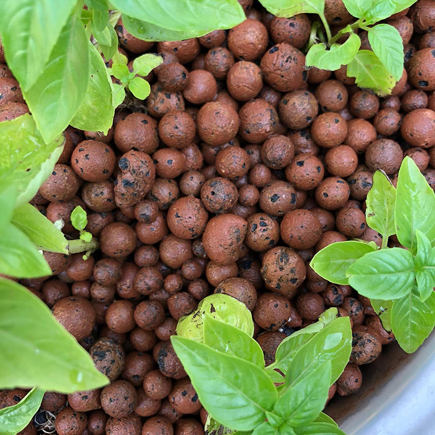 clay pebbles on top of soil