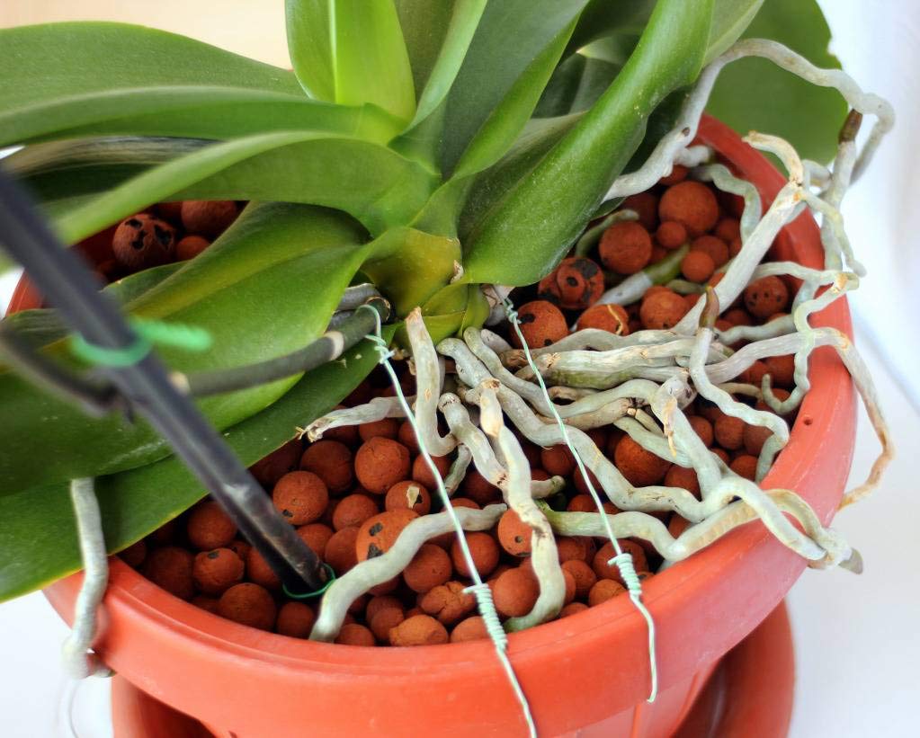 clay balls for aquaponics