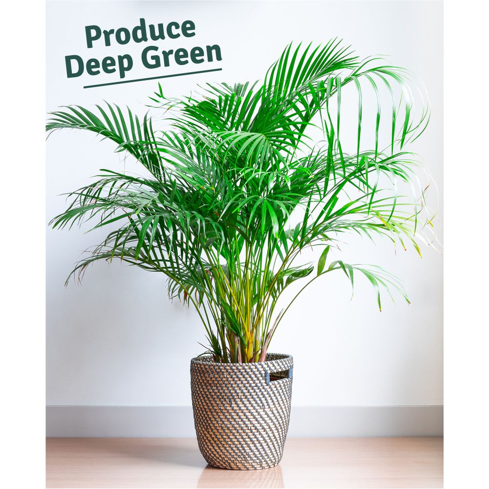 Casa De Amor Organic Areca Palm Plant Food Fertilizer (900 gm)