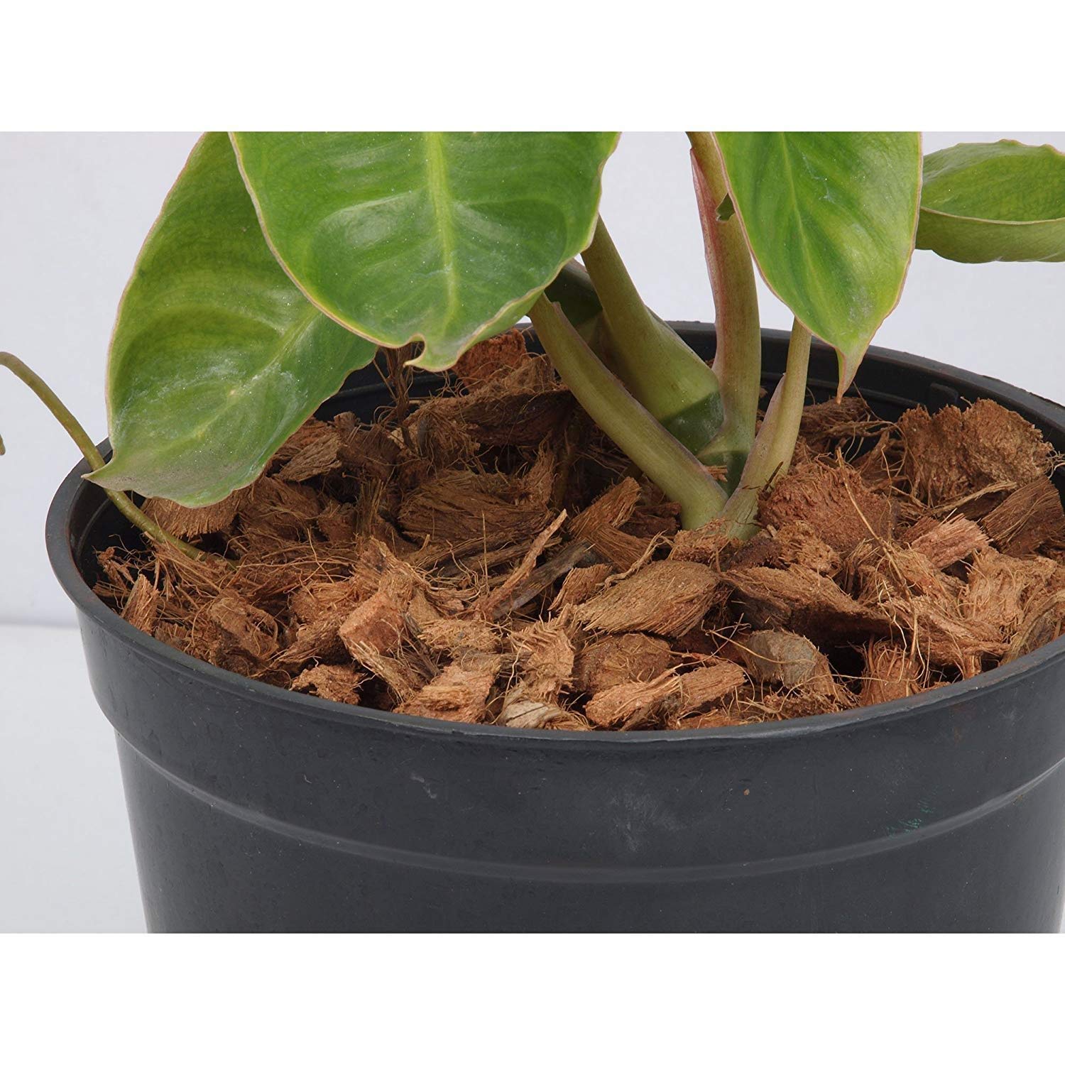 Natural Coconut Husk Chip Fiber for Reptile Bedding