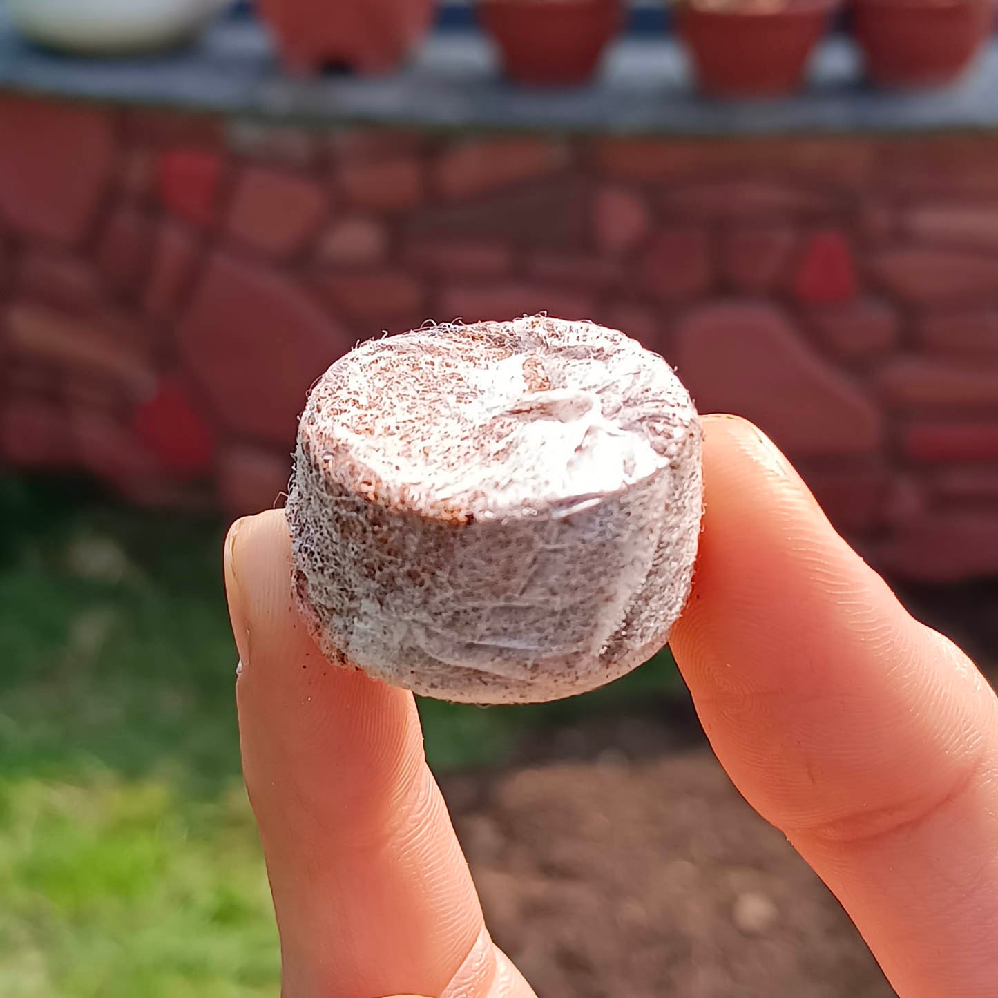 Casa De Amor Seed Starter Coco Disc | Coco Pellets | Coco Coin | Hydroponics Seed Germination kit - Coir Fiber Cocopeat Seedling Coins 30 mm
