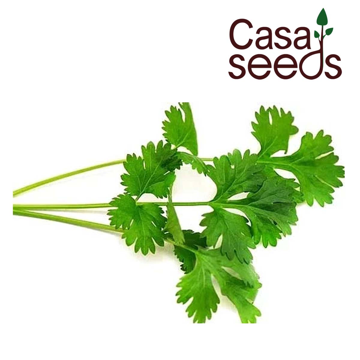 Organic Coriander Seeds - 50 Seeds