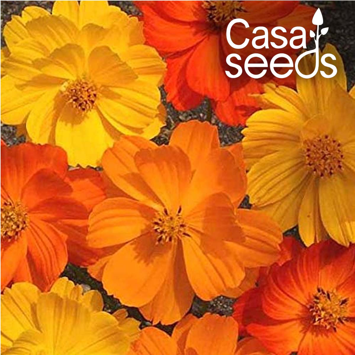 Cosmos Bright Light- 100 Seeds