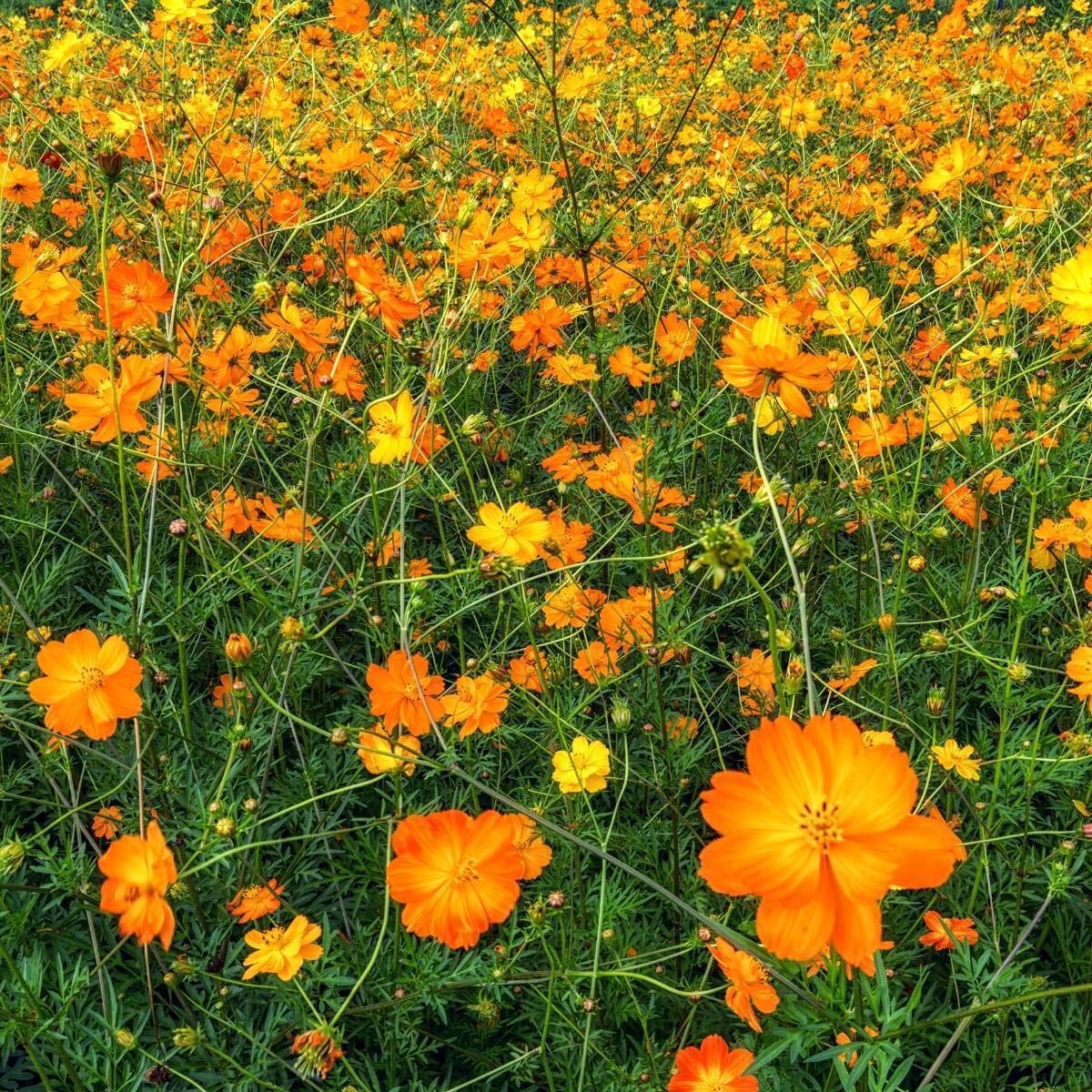 Cosmos Bright Light- 100 Seeds