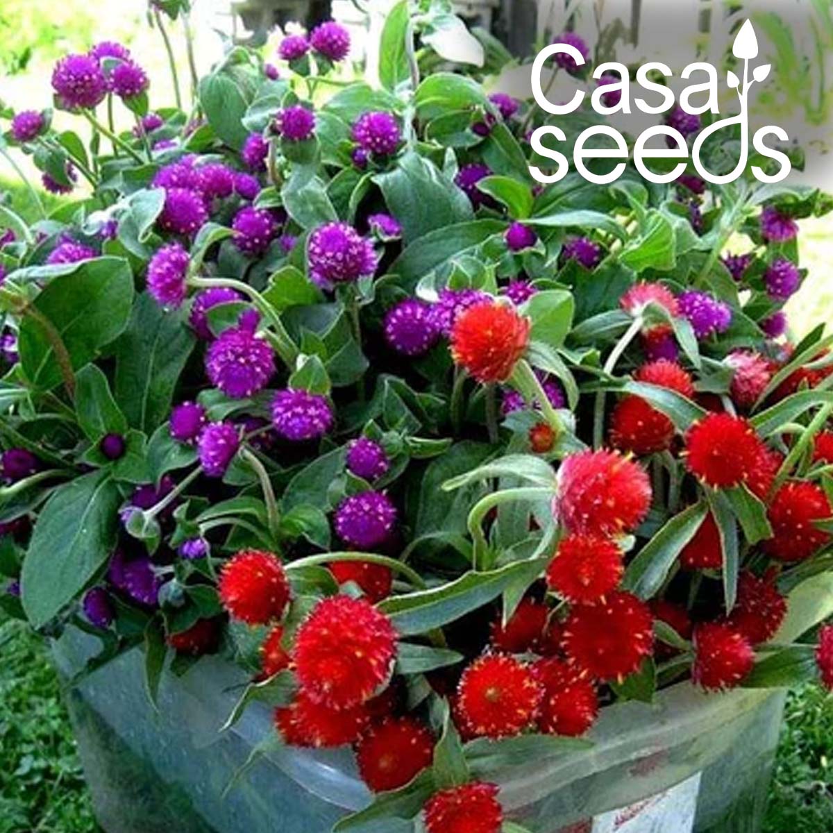 Gomphrena Choice Mix- 100 Seeds