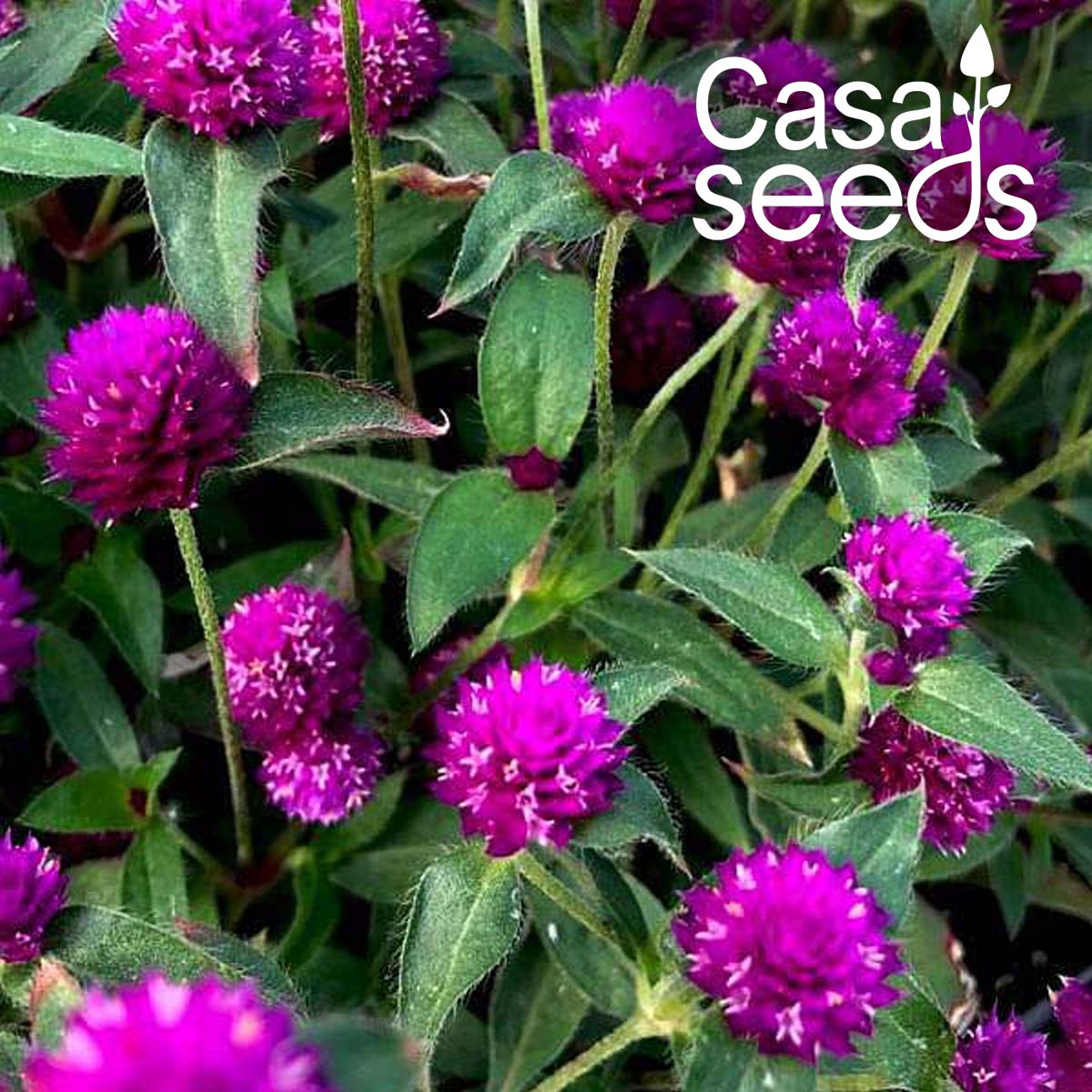Gomphrena Choice Mix- 100 Seeds