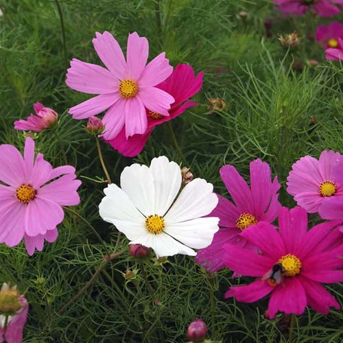 Cosmos Dwarf Sensations Mix - 100 Seeds