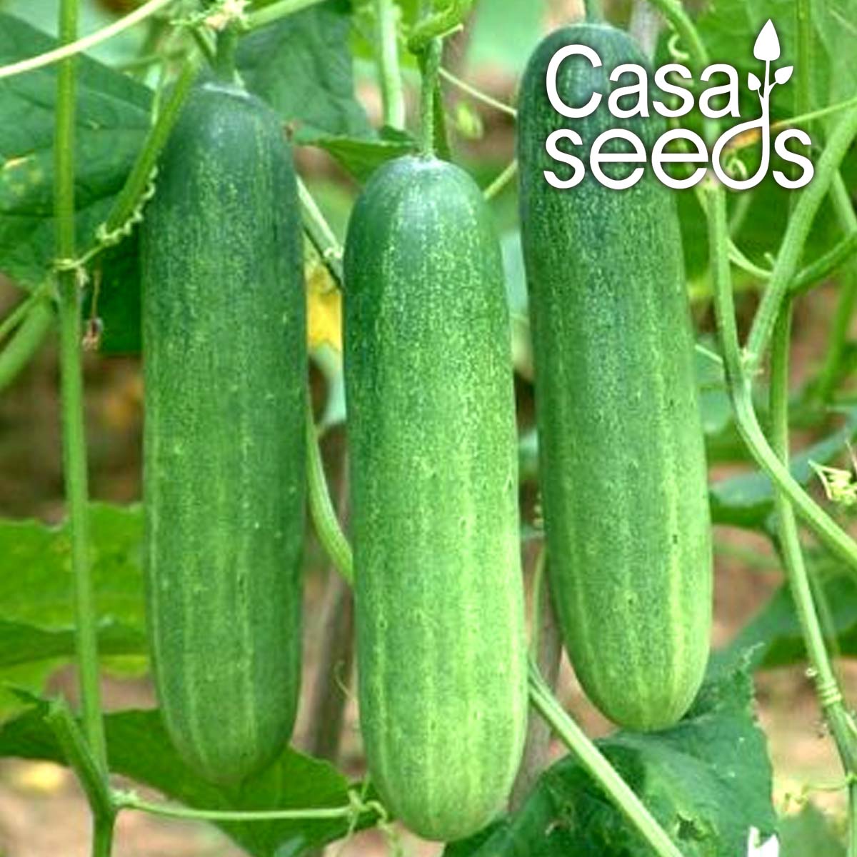 Cucumber - 50 Seeds