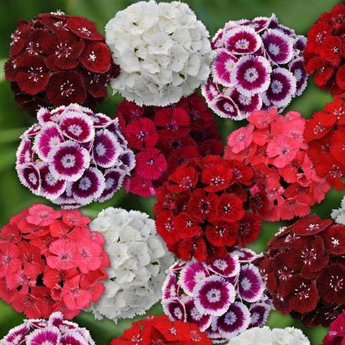 Dianthus Sweet William Mix - 100 Seeds