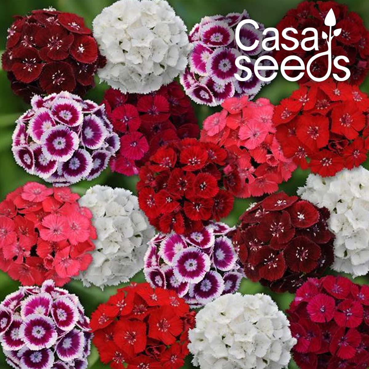 Dianthus Sweet William Mix - 100 Seeds