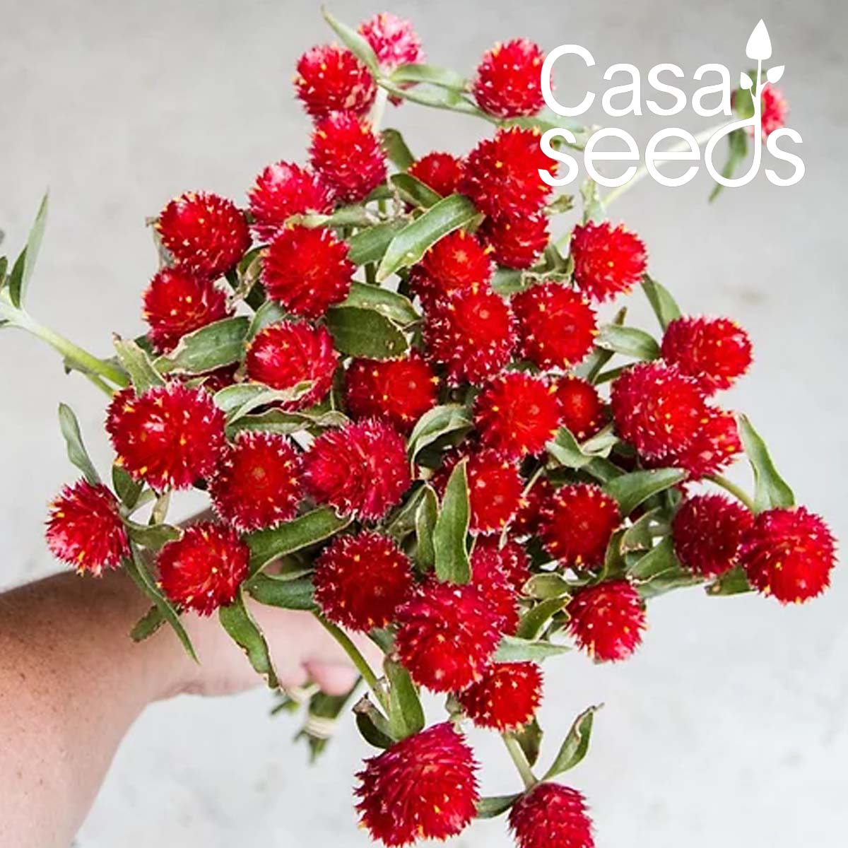 Gomphrena Strawberry Fields - 100 Seeds
