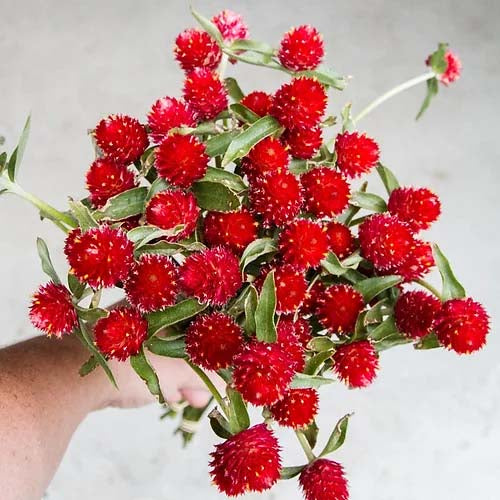 Gomphrena Strawberry Fields - 100 Seeds