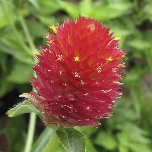 Gomphrena Strawberry Fields - 100 Seeds