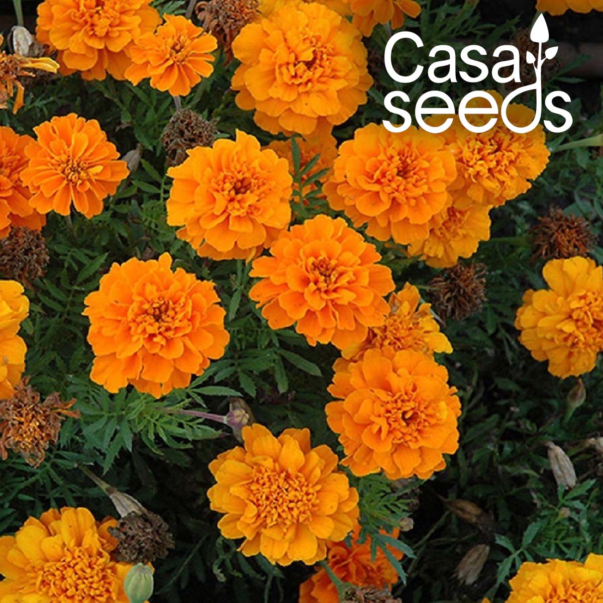 French Marigold Gulzafri- 100 Seeds