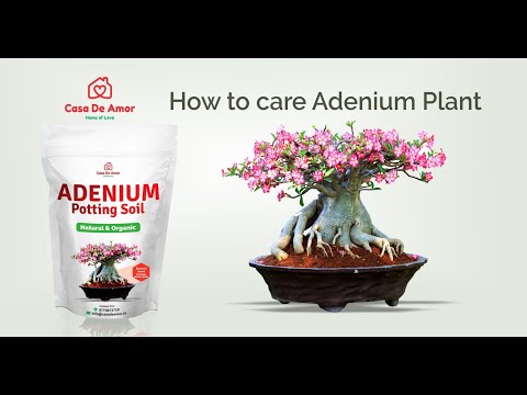 how to care adenium plant