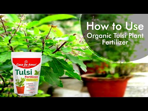 how to fertilize tulsi plant