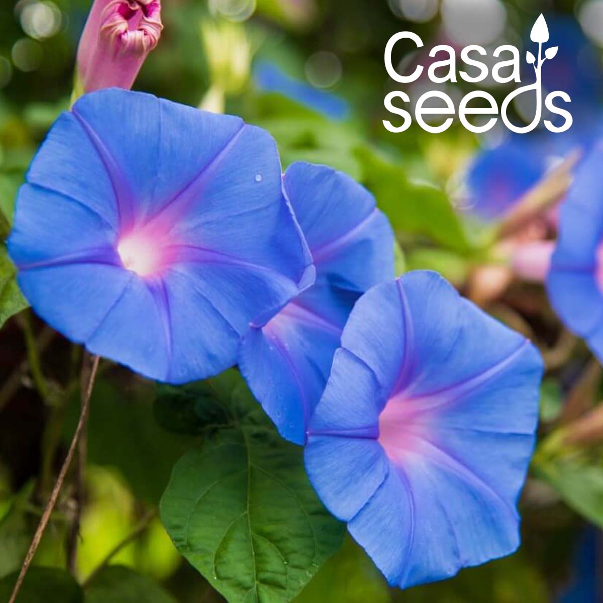 Ipomea Morning glory Mix - 50 Seeds