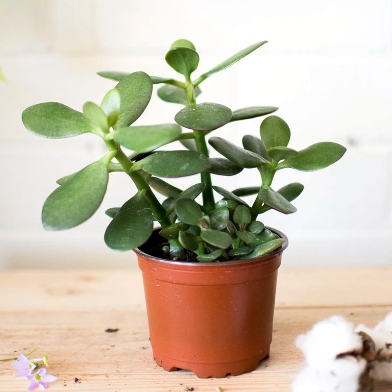 Casa De Amor Organic Jade Plant Fertilizer, Heathier Greener and Shinier Leaves | Jade Good Luck Feng Shui Plant Fertilizer
