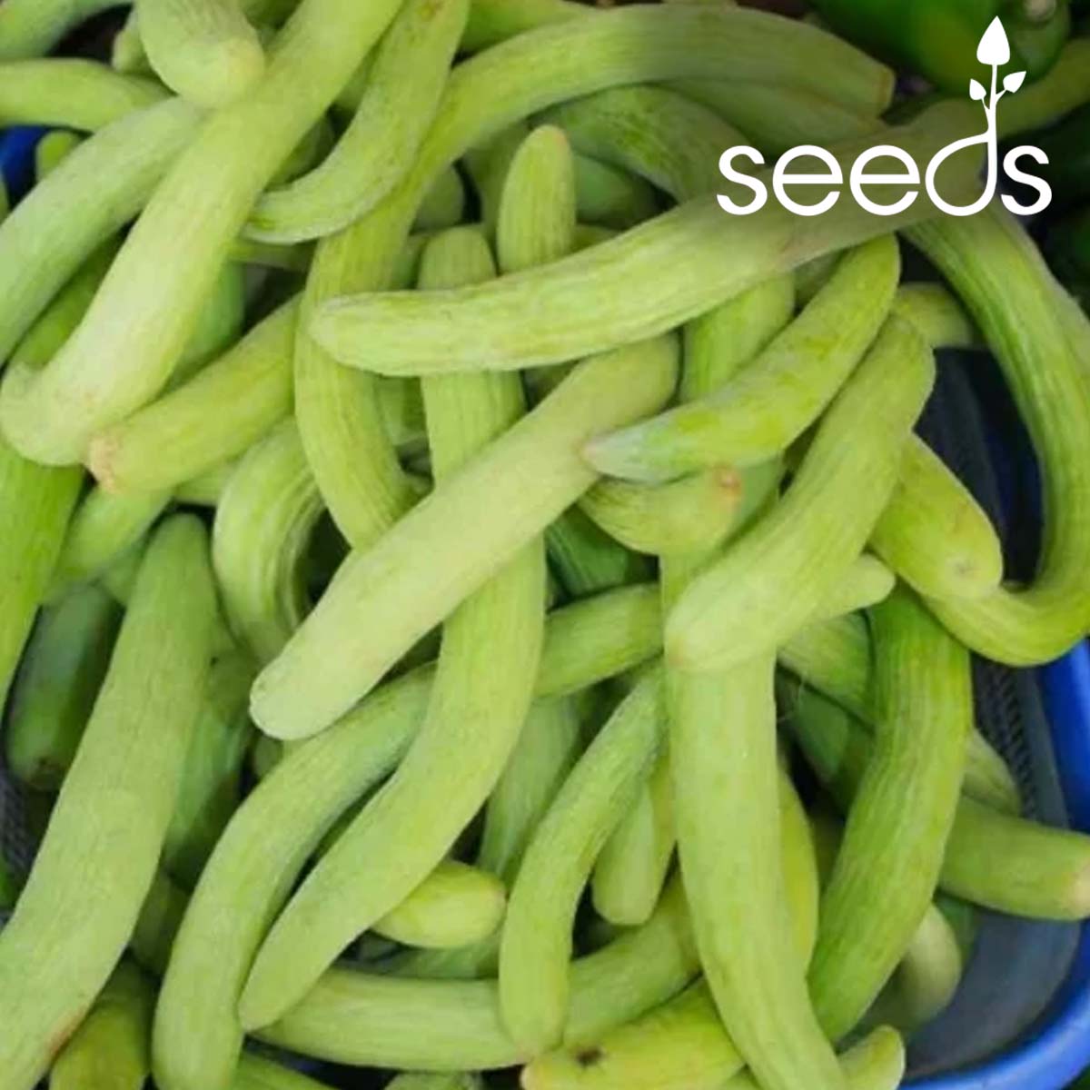 Long Melon (Tar Kakdi)- 50 Seeds