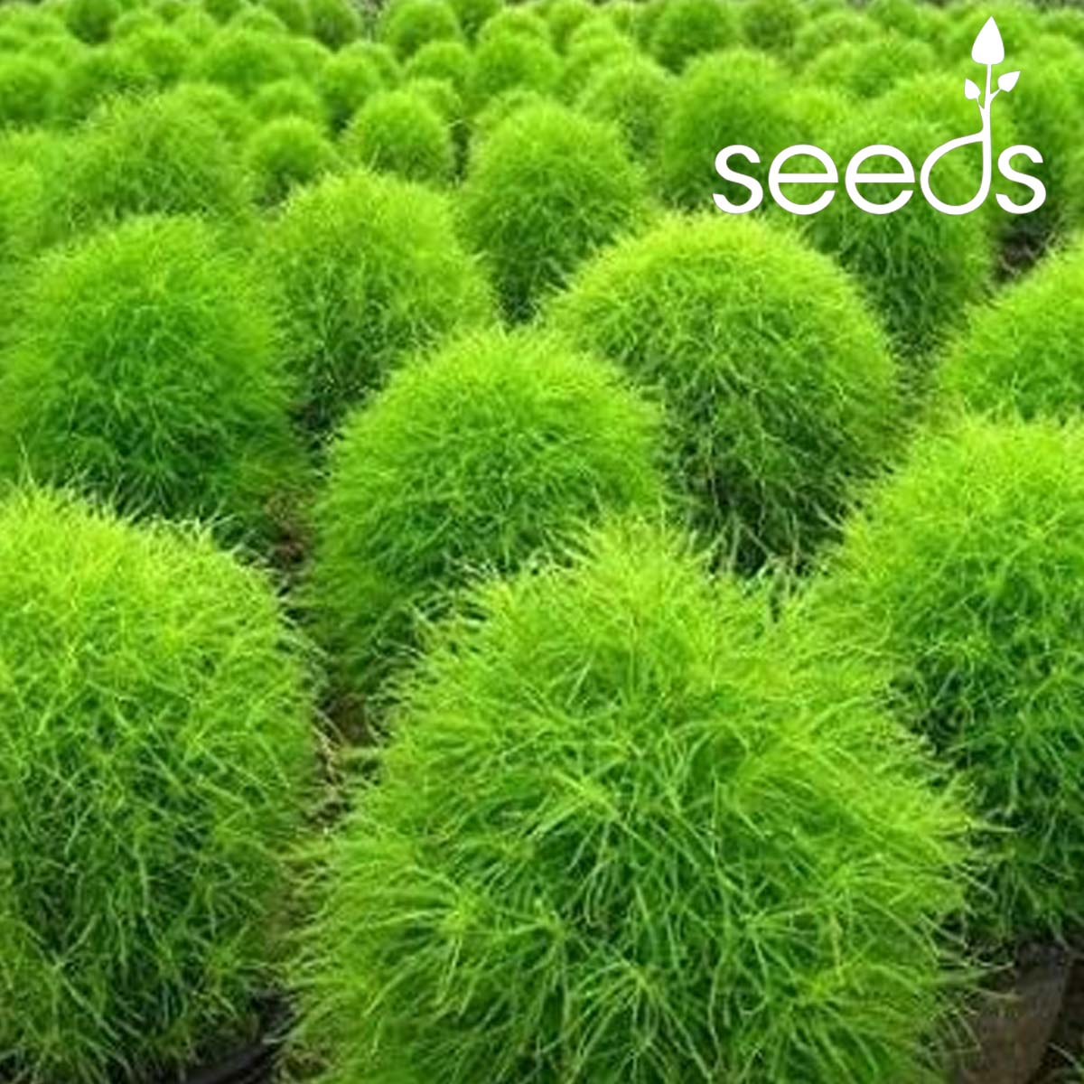 Kochia bush Green-100 Seeds