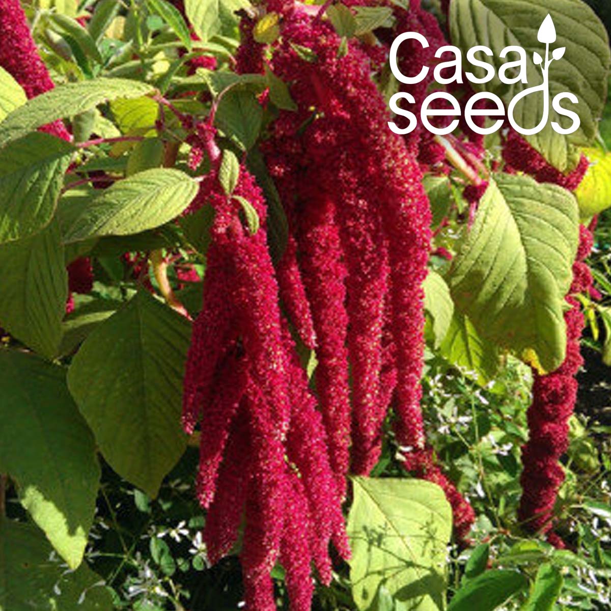 Amaranthus Love-Lies-Bleeding- 100 Seeds