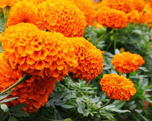 African Marigold F2 Orange- 50 Seeds