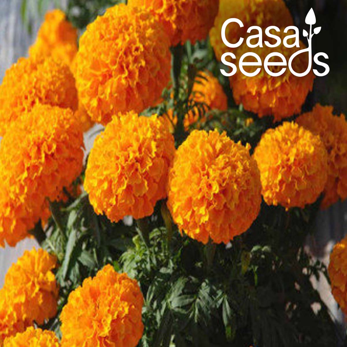 African Marigold Hawaii Orange- 50 Seeds