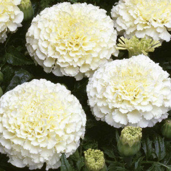 African Marigold F2 White- 50 Seeds