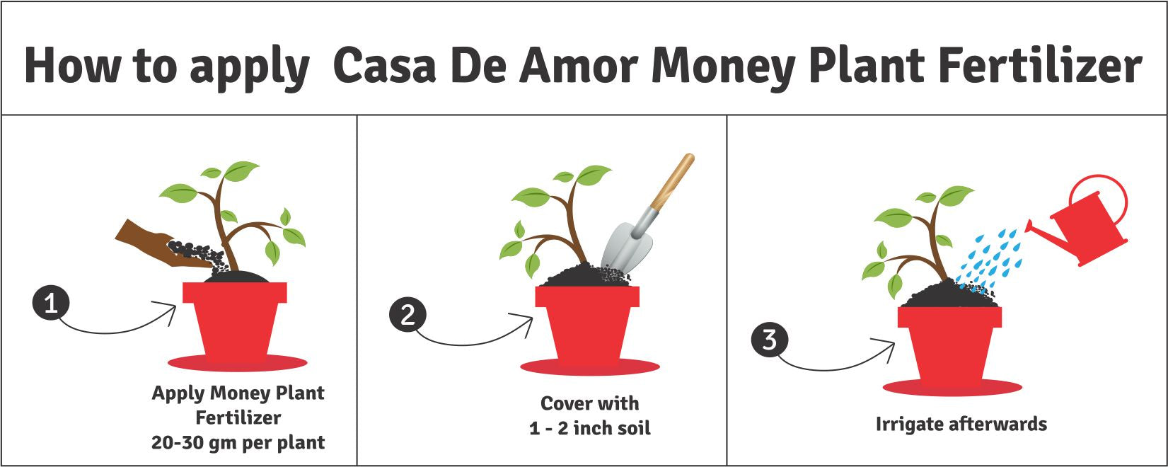 how to apply money plant fertilizer