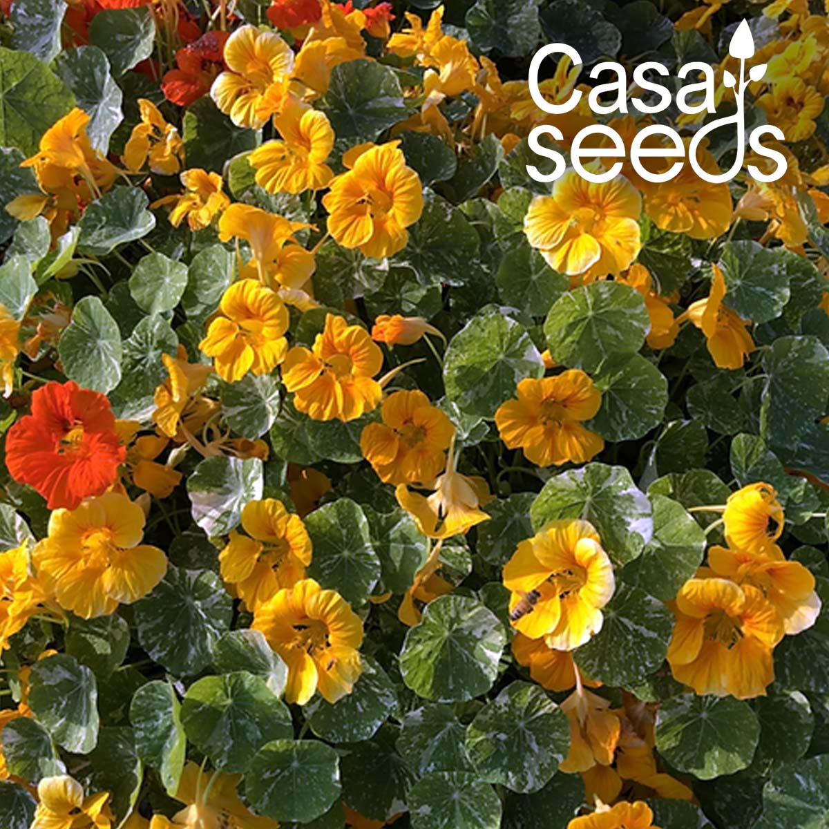 Nasturtium Varigated Mixed - 50 Seeds