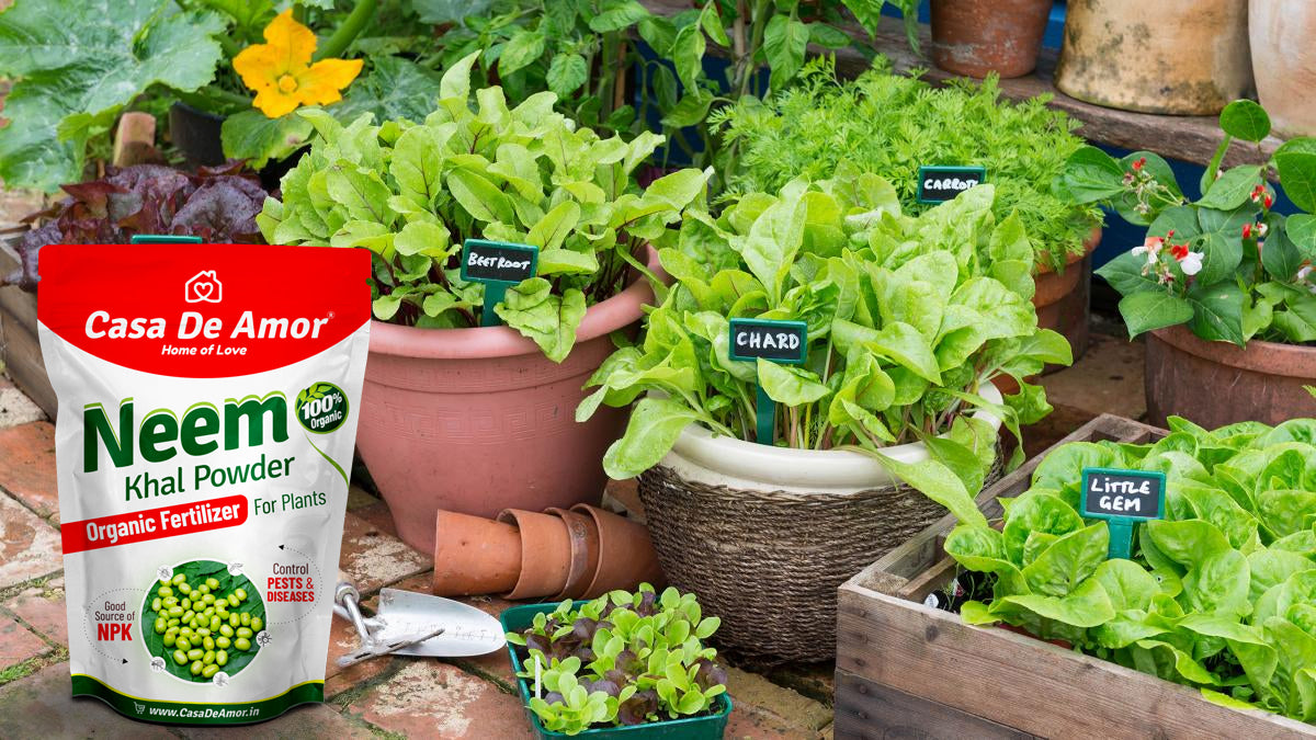 Casa De Amor Neem Cake Powder Organic Fertilizer and Pest Repellent for Plants (Also Known Neem Khal Powder)