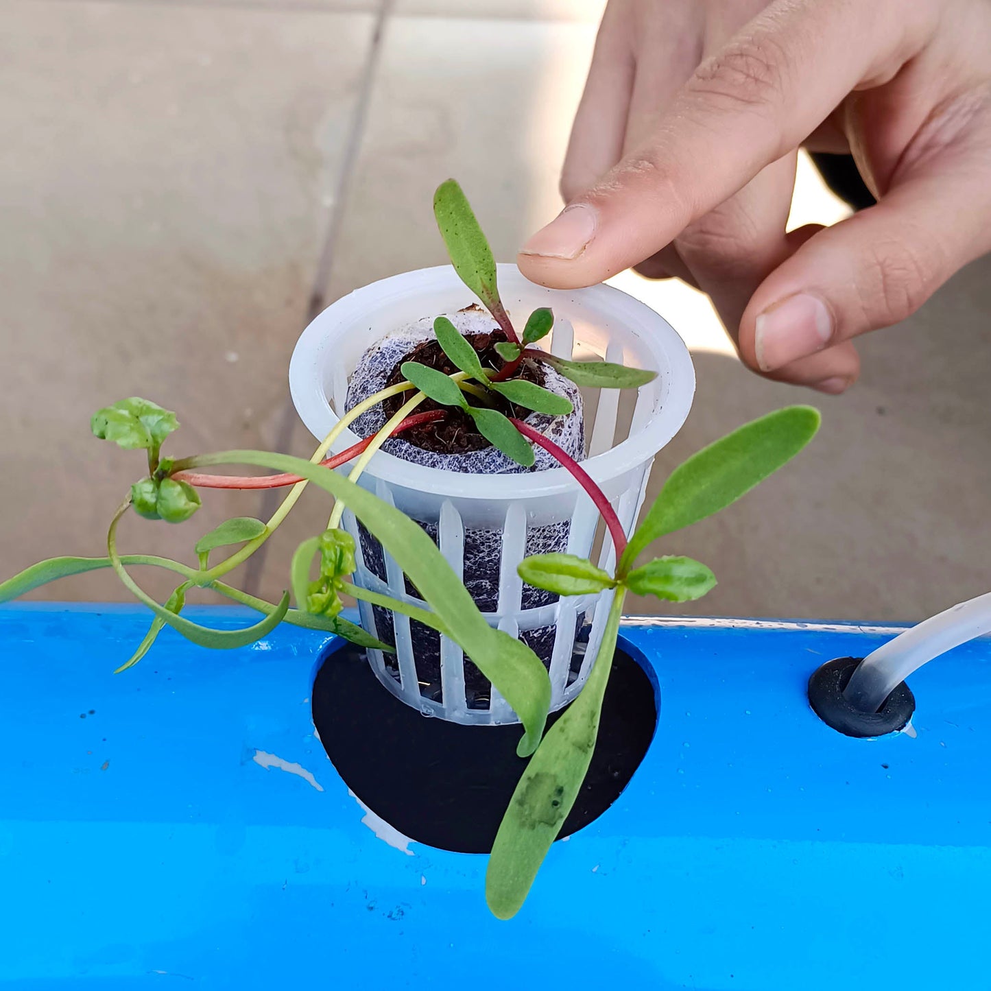 Casa De Amor Lightweight Economy Net Pot Cups for Hydroponics and Aquaponics - 2" Diameter Thin Lip Design with Slotted Mesh Sides- White