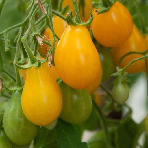 Tomato Yellow Grapes- 50 Seeds