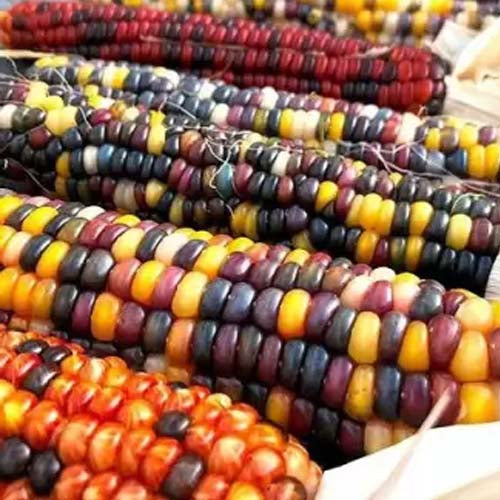 Ornamental Corn - 20 Seeds
