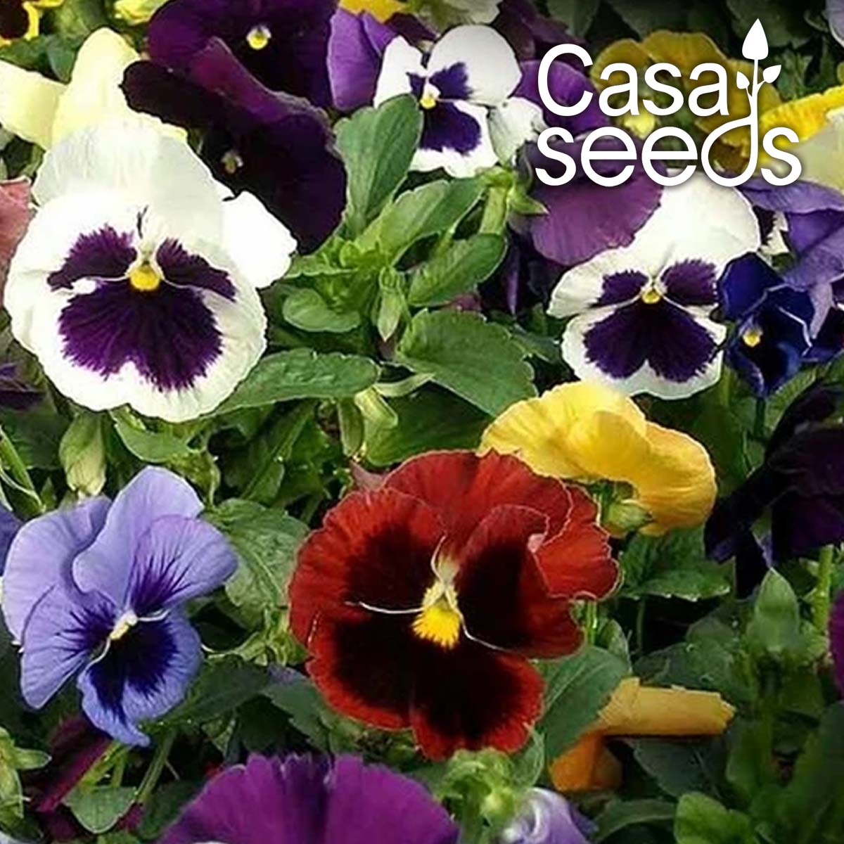 Pansy Swiss Giant Mix - 100 Seeds